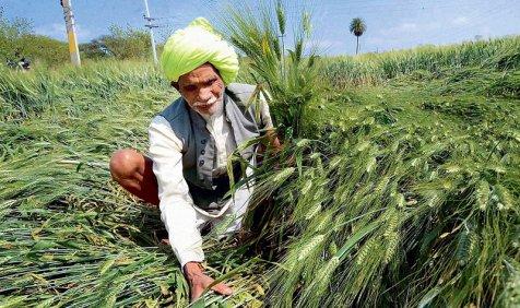 बेमौसम बारिश से किसानों को 20,000 करोड़ का नुकसान, गेहूं की फसल 40 फीसदी तक हुई बर्बाद बेमौसम बारिश से किसानों को 20,000 करोड़ का नुकसान, गेहूं की फसल 40 फीसदी तक हुई बर्बाद- India TV Paisa
