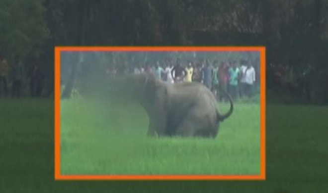 wild elephant wild elephant- India TV