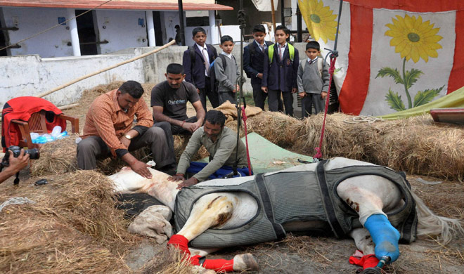 shaktiman horse shaktiman horse- India TV