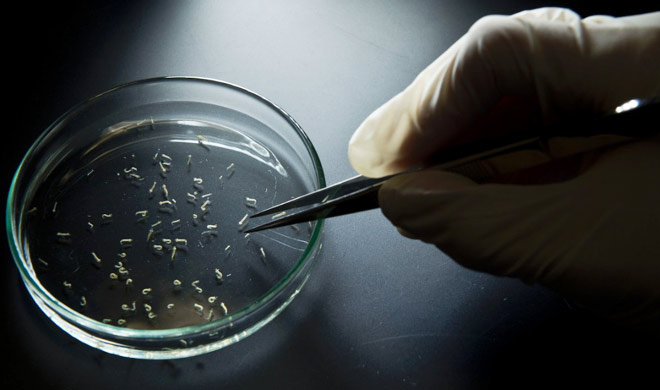 zika virus zika virus- India TV