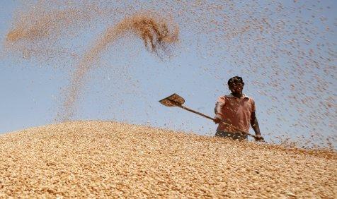 देश में खाद्यान्न उत्पादन का बनेगा नया रिकॉर्ड, सरकार को चालू फसल वर्ष में बेहतर पैदावार की उम्मीद देश में खाद्यान्न उत्पादन का बनेगा नया रिकॉर्ड, सरकार को चालू फसल वर्ष में बेहतर पैदावार की उम्मीद- India TV Paisa