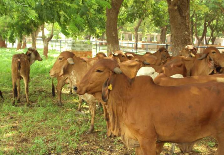 gir cow gir cow- India TV
