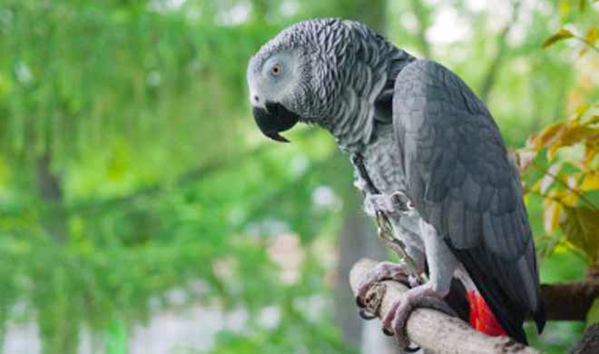 Parrot Parrot - India TV