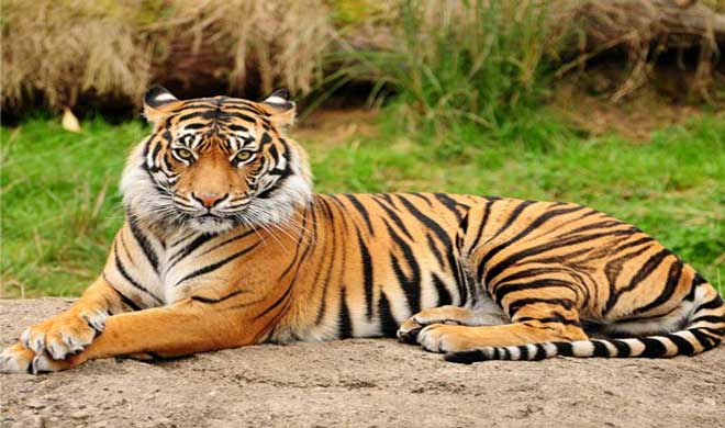 Tigress Tigress- India TV