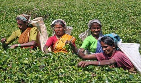 पाकिस्तान को जवाब देने के लिए टी एसोसिएशन ने की पहल, चाय कारोबार बंद करने को तैयार पाकिस्तान को जवाब देने के लिए टी एसोसिएशन ने की पहल, चाय कारोबार बंद करने को तैयार- India TV Paisa