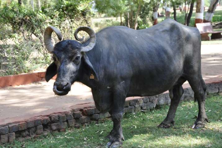 buffalo buffalo- India TV