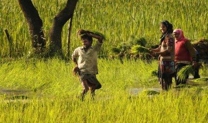 अनाज और दलहन की नहीं होगी कमी, खरीफ में उत्पादन रिकॉर्ड 13.5 करोड़ टन होने की उम्मीद अनाज और दलहन की नहीं होगी कमी, खरीफ में उत्पादन रिकॉर्ड 13.5 करोड़ टन होने की उम्मीद- India TV Paisa