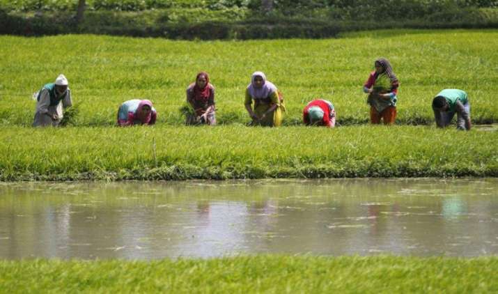 सामान्य मानसून से कृषि जीडीपी की वृद्धि दर 3-4 प्रतिशत रहने का अनुमान, किसानों की बढ़ेगी आय सामान्य मानसून से कृषि जीडीपी की वृद्धि दर 3-4 प्रतिशत रहने का अनुमान, किसानों की बढ़ेगी आय- India TV Paisa