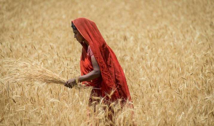 गेहूं उत्पादन रिकॉर्ड 9.8 करोड़ टन रहने की संभावना, तीन करोड़ टन खरीद का लक्ष्य गेहूं उत्पादन रिकॉर्ड 9.8 करोड़ टन रहने की संभावना, तीन करोड़ टन खरीद का लक्ष्य- India TV Paisa