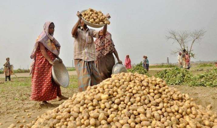भारत में इस साल 4.7 करोड़ टन के साथ आलू उत्पादन का बनेगा नया रिकॉर्ड, कीमतों में नहीं आएगी तेजी भारत में इस साल 4.7 करोड़ टन के साथ आलू उत्पादन का बनेगा नया रिकॉर्ड, कीमतों में नहीं आएगी तेजी- India TV Paisa