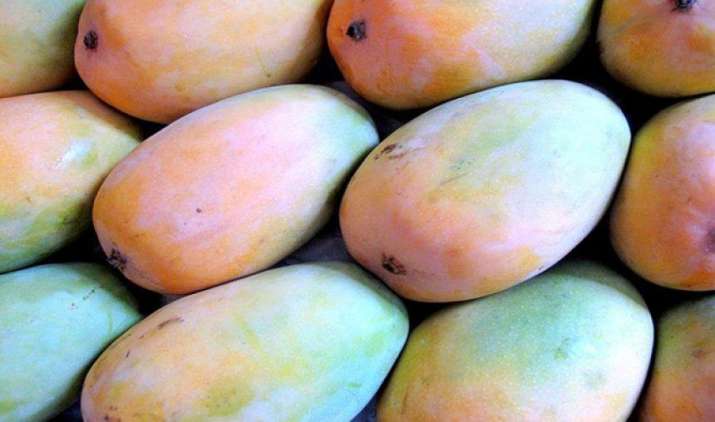पहली बार भारतीय केसर आम का स्वाद चखेंगे ऑस्ट्रेलिया के लोग, 400 टोकरी की पहली खेप पहुंची सिडनी पहली बार भारतीय केसर आम का स्वाद चखेंगे ऑस्ट्रेलिया के लोग, 400 टोकरी की पहली खेप पहुंची सिडनी- India TV Paisa