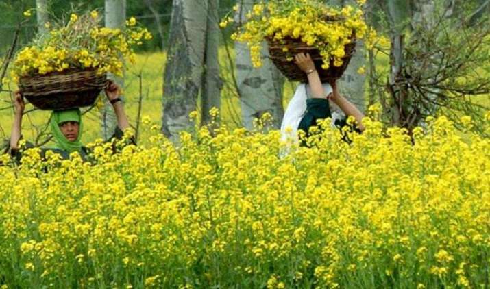GM सरसों फसल को लेकर केंद्र ने अभी तक नहीं लिया नीतिगत निर्णय, इसके विभिन्न पहलुओं पर कर रही है विचार GM सरसों फसल को लेकर केंद्र ने अभी तक नहीं लिया नीतिगत निर्णय, इसके विभिन्न पहलुओं पर कर रही है विचार- IndiaTV Paisa