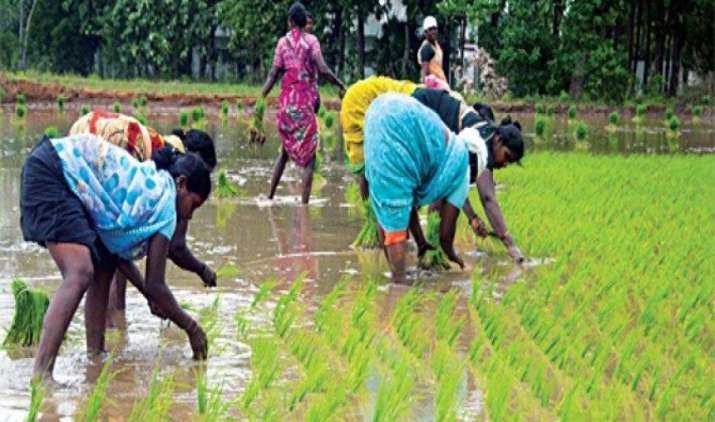 खरीफ सीजन में धान बुवाई का रकबा 4.5 प्रतिशत बढ़ा, 24 प्रतिशत अधिक क्षेत्र में हुई दलहन की बुवाई खरीफ सीजन में धान बुवाई का रकबा 4.5 प्रतिशत बढ़ा, 24 प्रतिशत अधिक क्षेत्र में हुई दलहन की बुवाई- IndiaTV Paisa