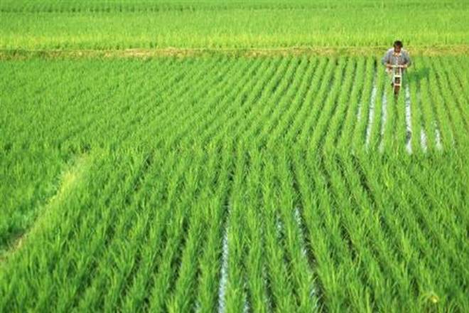 rabi crop rabi crop- India TV Paisa