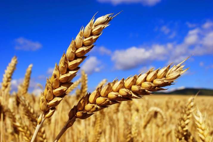 Wheat Wheat- India TV Paisa