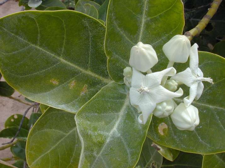 white oak white oak- India TV