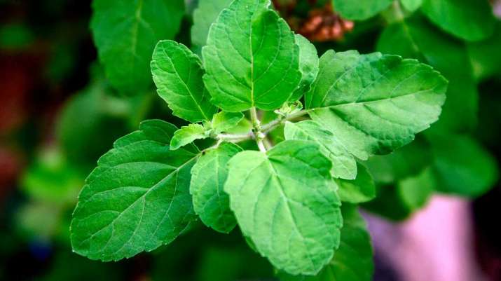 basil leaves basil leaves- India TV