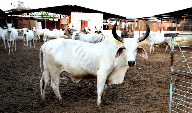 cow cow- India TV