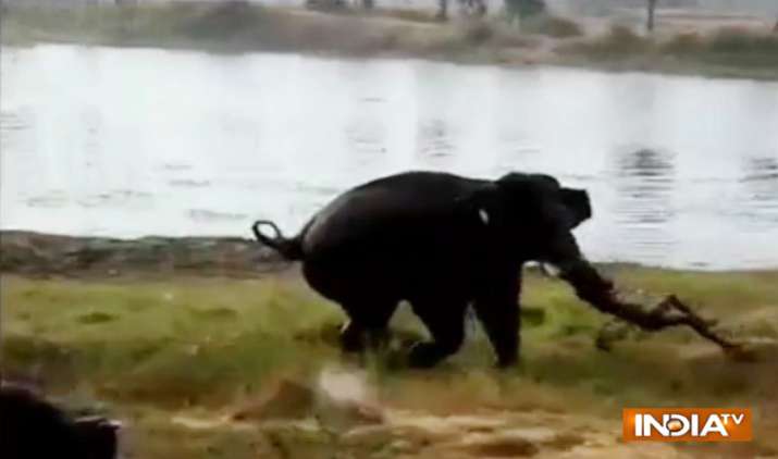 Man-killed-by-elephant-in-Karnataka Man-killed-by-elephant-in-Karnataka- India TV