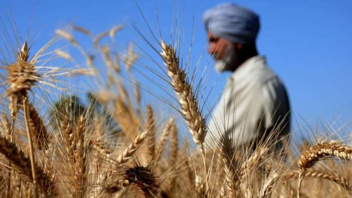 Wheat production Wheat production - IndiaTV Paisa