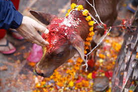 cow cow- India TV