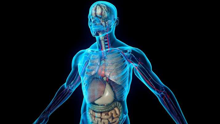 Human Body Human Body- India TV