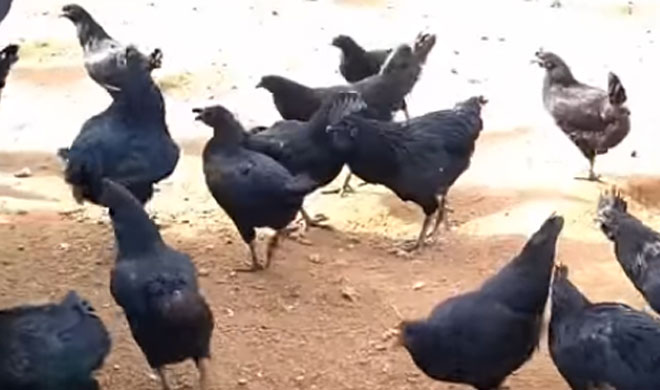 Kadaknath Chicken Kadaknath Chicken- India TV