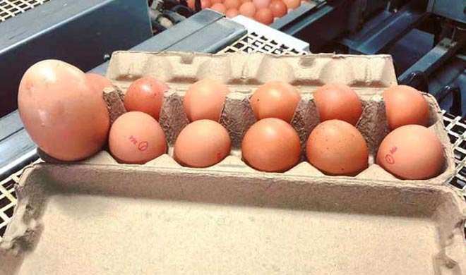 giant egg three times bigger than usual goes viral giant egg three times bigger than usual goes viral- India TV