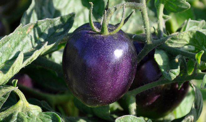 black tomato black tomato- India TV