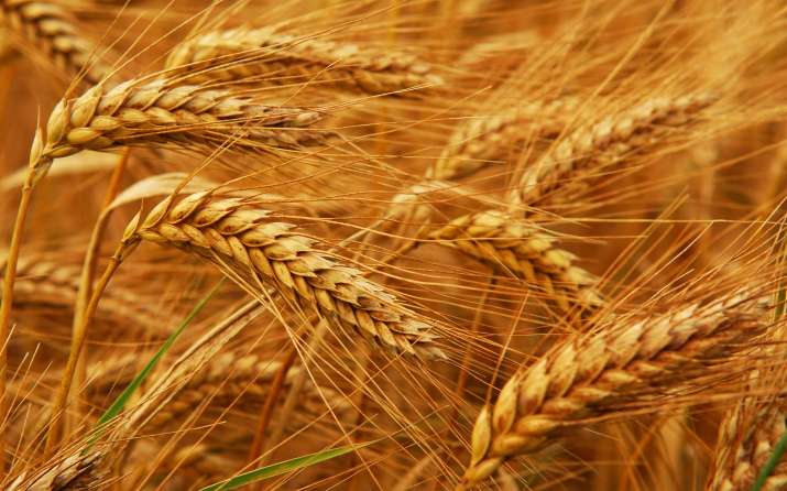 Wheat Production Wheat Production- India TV Paisa