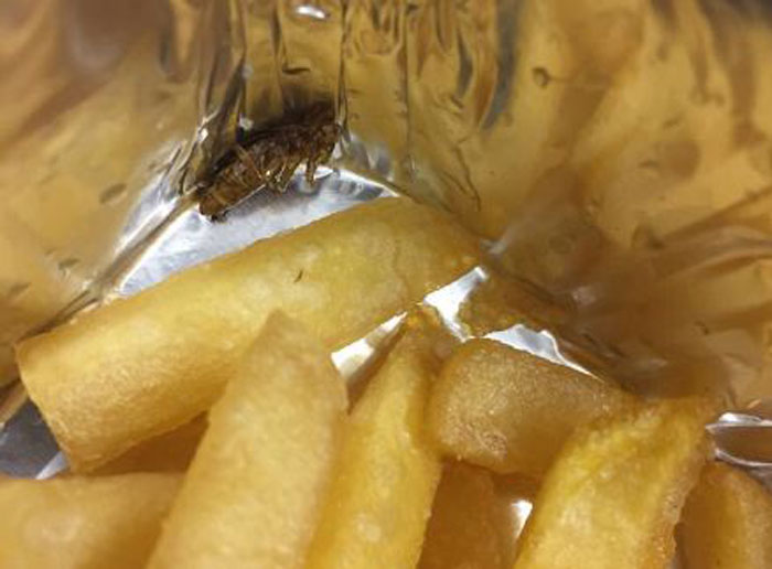 cockroach in french fries and unidentified object in Pepsi bottle cockroach in french fries and unidentified object in Pepsi bottle- India TV Paisa