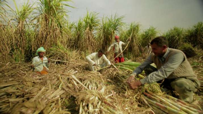 Sugarcane Farmers Sugarcane Farmers- India TV Paisa