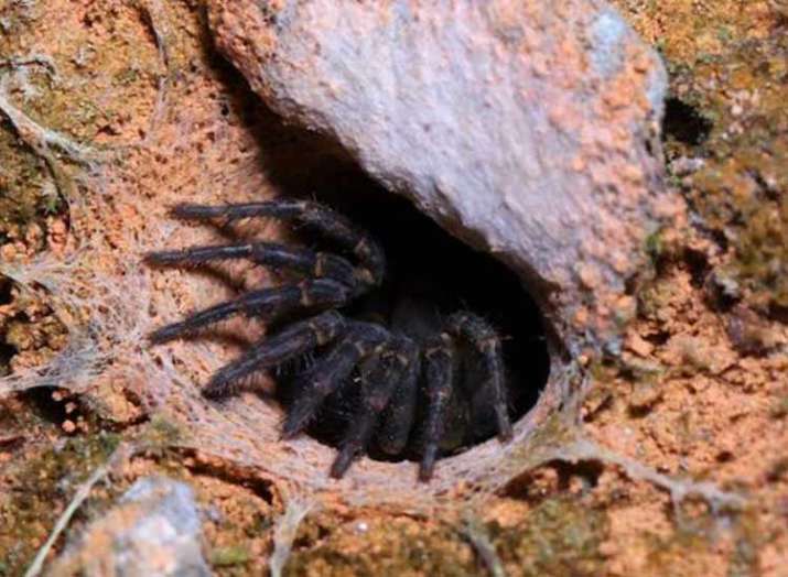 43-year-old spider dies in Australia 43-year-old spider dies in Australia- India TV
