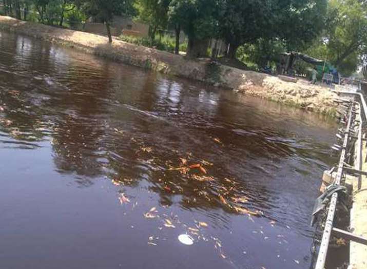 Dead fish in Indira Gandhi canal Dead fish in Indira Gandhi canal- India TV