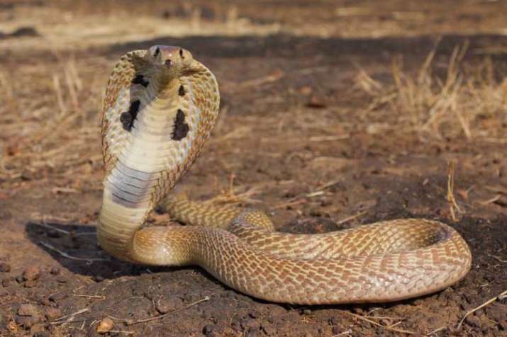 Snake bite Snake bite- India TV