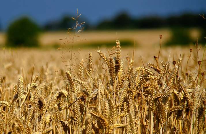 Wheat Wheat- IndiaTV Paisa