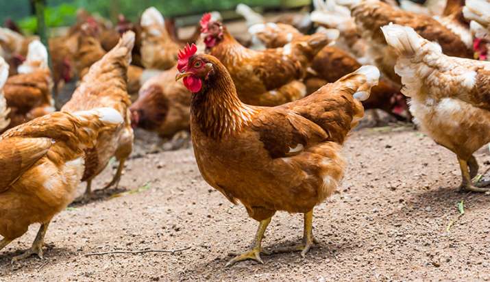 chickens chickens- India TV Paisa