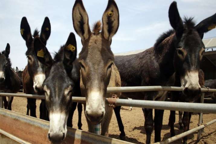 Donkeys are stolen and skinned in Africa to fulfil demand from China | AP Donkeys are stolen and skinned in Africa to fulfil demand from China | AP- India TV