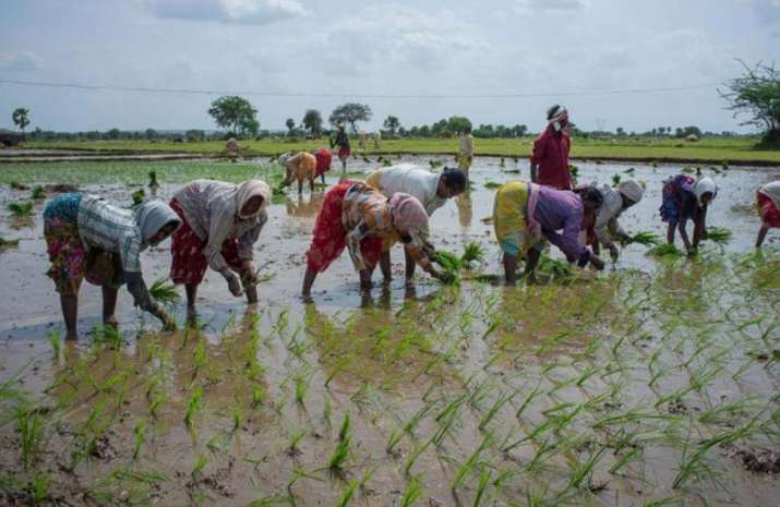 Kharif sowing picks momentum, sugarcane area surpasses 5 million hectare Kharif sowing picks momentum, sugarcane area surpasses 5 million hectare- India TV Paisa