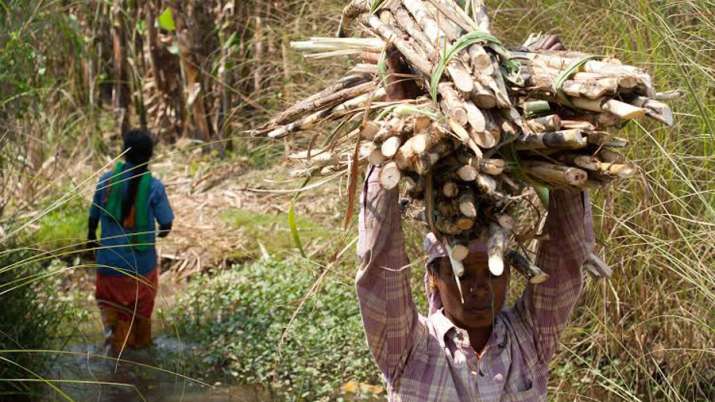 Cabinet approves Rs 8000 cr package to sugar industry Cabinet approves Rs 8000 cr package to sugar industry - India TV Paisa