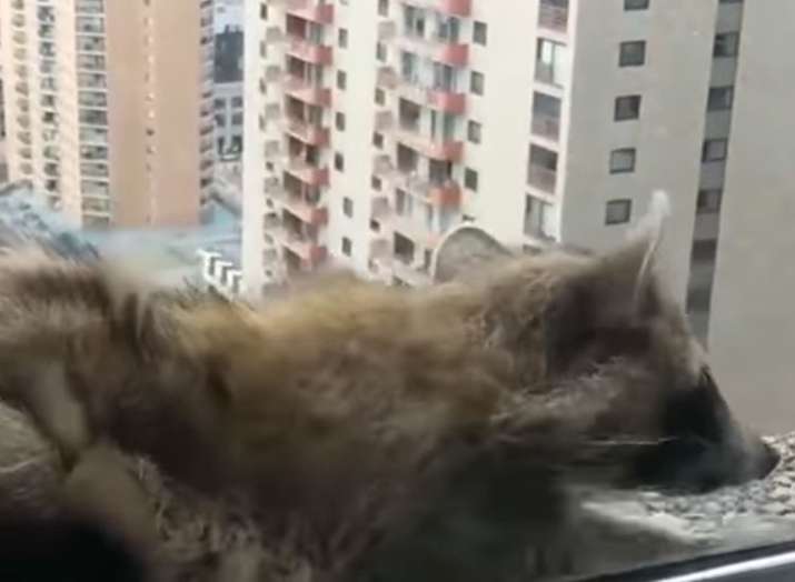 raccoon raccoon- Khabar IndiaTV