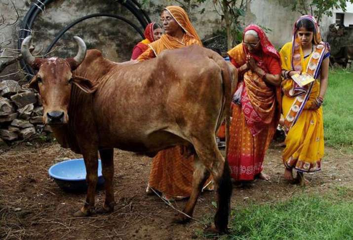 Cow urine is getting more price over Cow Milk in Rajasthan Cow urine is getting more price over Cow Milk in Rajasthan- India TV Paisa