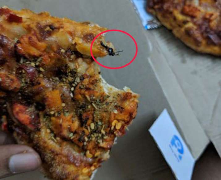 Noida resident accuses that insect found in Dominos Pizza delivered to him Noida resident accuses that insect found in Dominos Pizza delivered to him- India TV Paisa