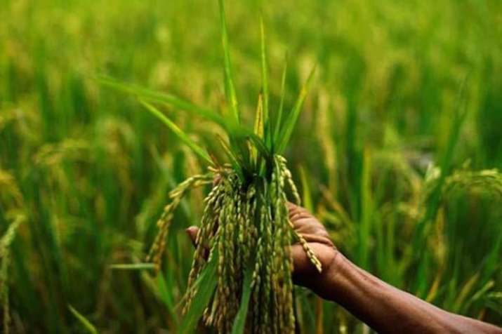 Cabinet likely to hike kharif MSP today Cabinet likely to hike kharif MSP today- India TV Paisa