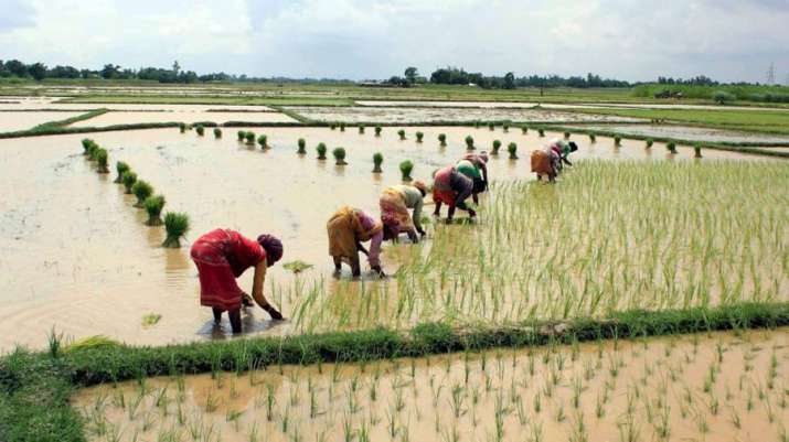 Kharif sowing lagging behind by 55 lakh hectare over last year Kharif sowing lagging behind by 55 lakh hectare over last year- India TV Paisa
