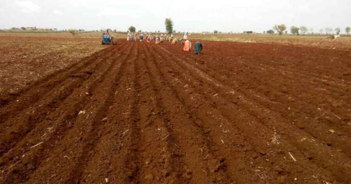 Kharif Sowing in Gujarat lagging behind by 45 percent till July 10th Kharif Sowing in Gujarat lagging behind by 45 percent till July 10th - India TV Paisa