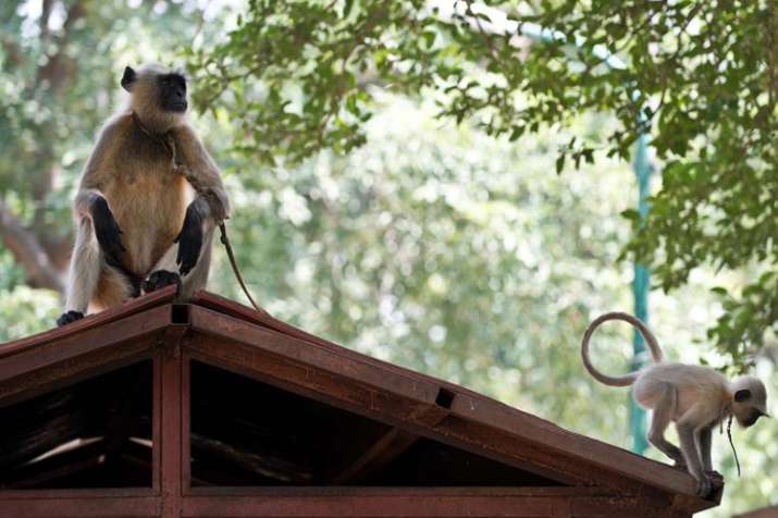 Monkey menace at VP's House venkaiah Naidu seeks... Monkey menace at VP's House venkaiah Naidu seeks...- India TV