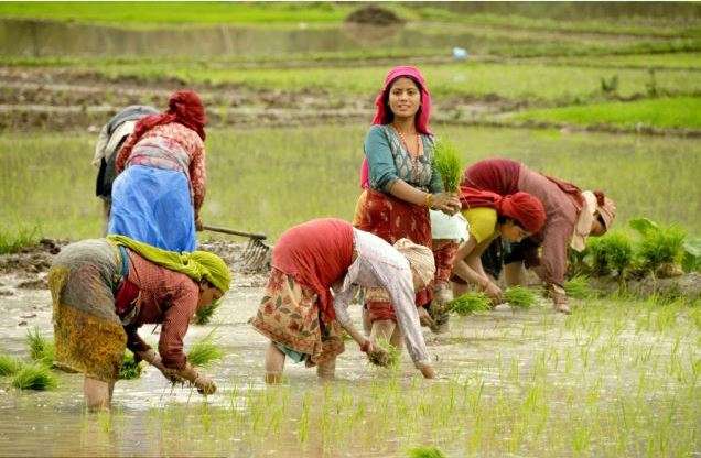 Paddy Farmers Paddy Farmers- India TV Paisa