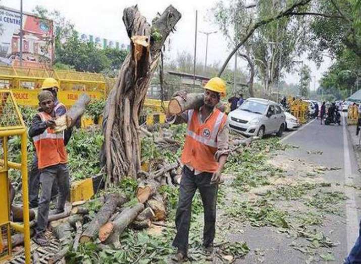 NGT stays tree felling for redevelopment project in... NGT stays tree felling for redevelopment project in...- India TV