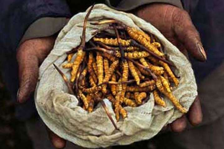 Yarsagumba Yarsagumba- India TV